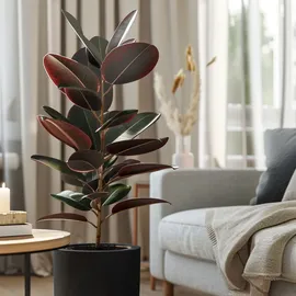 Plant in a Box - Ficus Elastica Abidjan Höhe 75-100cm - Topf 24cm