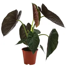 Dehner Pfeilblatt, Alocasia Wentii, Grün