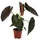 Dehner Pfeilblatt, Alocasia Wentii, Grün