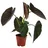 Dehner Pfeilblatt, Alocasia Wentii, Grün