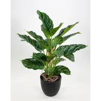 Seidenblumen Roß Calathea 50cm im Topf ZF künstliche Pflanzen