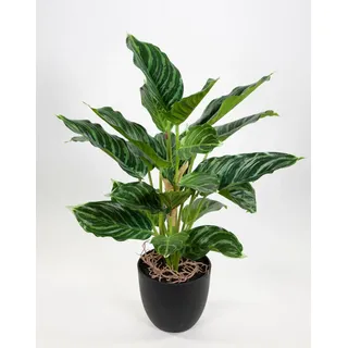 Seidenblumen Roß Calathea 50cm im Topf ZF künstliche Pflanzen Kunstpflanzen Dekopflanzen (50cm - Calathea)