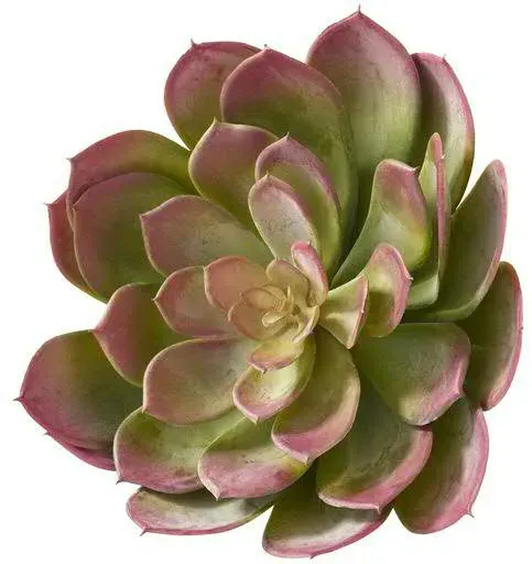 Echeveria 18cm Sukkulente grün/rot
