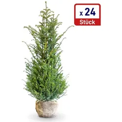 Heimische Eibe 150cm+ 24 Stück