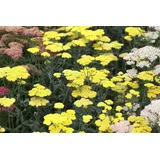 PlantaPro Achillea clypeolata 'Moonshine' P 0,5 Garten-Goldquirl-Garbe 'Moonshine',winterhart, deutsche Baumschulqualität, im Topf für optimales anwachsen
