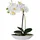 Creativ green Kunstorchidee CREATIV GREEN "Phalaenopsis", weiß, B:6,5cm H:30cm L:19,5cm, Kunststoff, Kunstpflanzen, 2er Set, in Kunststoffschale