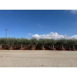 sunny-tree Sunny Tree - Olea Europea Winterharte Olivenbaum 180 cm im decotopf 45 Jahre alter Olivenbaum - Fruchttragend - immergrün - Winterhart bis -18