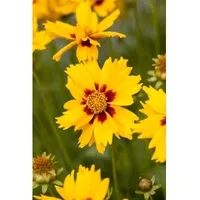 Pflanzen Für Dich Coreopsis lanceolata Sterntaler Mädchenauge, ca. 9x9