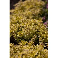 Pflanzen Für Dich Origanum vulgare 'Aureum' ca. 11x11 cm