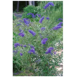 Buddleja davidii 'Nanhoensis', Schmetterlingsflieder, 40–60 cm