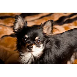 Fototapete PAPERMOON "CHIHUAHUA-HUND TIER LANGHAAR MEXICO NATUR WELPE", bunt, B:2,50m L:1,86m, Vlies, Tapeten