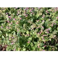 Pflanzen Für Dich Pulmonaria saccharata 'Mrs Moon', Lungenkraut, ca.