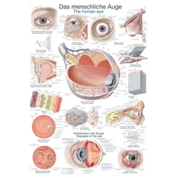 Lehrtafel Das menschliche Auge  50x70cm