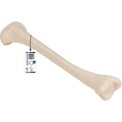 Schienbein Knochen Modell - 3B Smart Anatomy