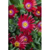 Pflanzen Für Dich Delosperma congestum, Mittagsblume, gelb, ca. 9x9