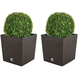 WellHome - Doppelpack Topf 32L mit Buchskugel 27 cm in Schokolade