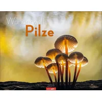 Weingarten Wunderwelt der Pilze Kalender 2026 / Weingarten /