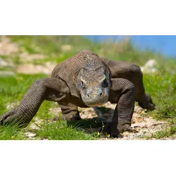 Fototapete PAPERMOON "Komodo Drache", bunt, B:3,50m L:2,60m, Vlies, Tapeten