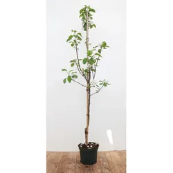 Malus 'Elstar', Apfelbaum, 150–200 cm, saftig-süß