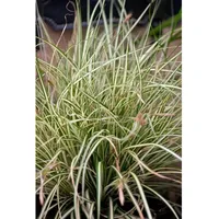 Pflanzen Für Dich Carex acutiformis, Sumpf-Segge, ca. 9x9 cm