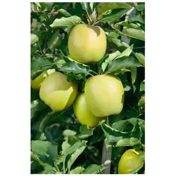 Malus domestica 'Mutsu', Apfelbaum, grün-gelb, 150–200 cm