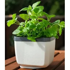 Gusta Garden Herbs Buddy 15,3 x 14,8 x 16,5 cm Weiß