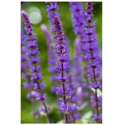 Salvia nemorosa 'Caradonna', Steppensalbei, violett, ca. 9x9 cm Topf