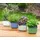 Gusta Garden Herbs Buddy 15 x 14,5 x 16,5 cm Hellgrau