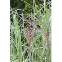 Pflanzen Für Dich Miscanthus sinensis 'Malepartus', Chinaschilf, rotbraune Blüten,