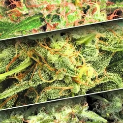 Mix Pack Paradise Seeds | Auto Collection | 6 Samen
