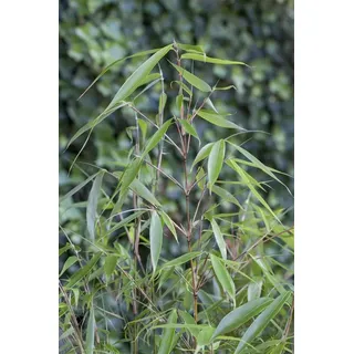Pflanzen für Dich Hecken Fargesia robusta Pingwu, 1 St., Pingwu-Bambus, Robuster Bambus, aufrecht, winterhart grün