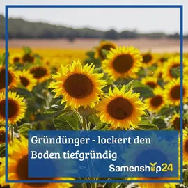Kiepenkerl Gründünger Futter-zichorie Spadona Vorteilspackung für ca. 1000 Pflanzen