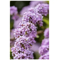 Buddleja alternifolia, Hänge-Sommerflieder, 40–60 cm