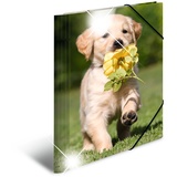Herma Sammelmappe Tiere A4 hunde