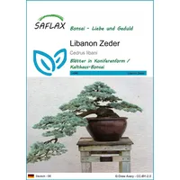 SAFLAX - Bonsai - Libanon Zeder - 20 Samen
