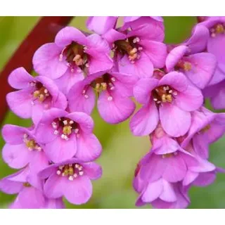 Bergenie, Rosa, Pink