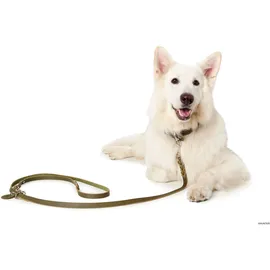 Hunter Halsband Aalborg Special