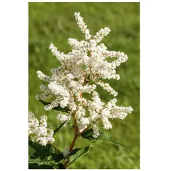 Astilbe japonica 'Deutschland', Prachtspiere, weiß, ca. 9x9 cm Topf