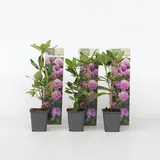 Plant in a Box - Limette - 3 Stk - Citrus aurantifolia - Höhe 25-40cm - Topf 9cm