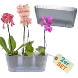 GarPet Orchideentopf 13 x 13 x 15,6 cm Transparent