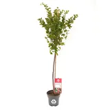 PFS Gartenwelten GmbH Rote Stachelbeere 'Darling® Crispa®' CAC Fruchtbengel