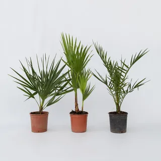 Plant in a Box - Gartenpalmen - 3 Stk - Phoenix,Chamaerops,Washingtonia - Höhe 50-70cm