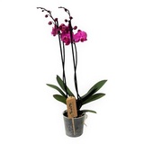 ROOTZ PLANTS Phalaenopsis Orchidee lila ca. 50-60cm