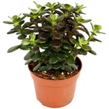 EXOTENHERZ Crassula portulacea minor - Pfennigbaum - große Pflanze im 12cm