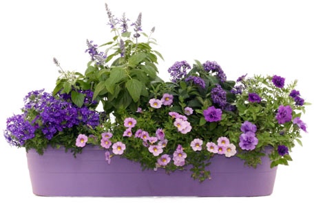 Balkonkasten »Himmelkron« - violett - Violett