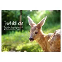 Calvendo Rehkitze, zierliche Schönheiten mit großen, sanften Augen (Wandkalender