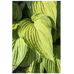Hosta ventricosa, Herzblattlilie, ca. 9x9 cm Topf, dekoratives Laub