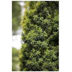 Taxus baccata, Eibe, immergrün, 20–30 cm