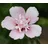 Dehner Hibiskus 'China Chiffon®' - Garten-Eibisch, Weiß, Rosa