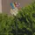 AMBIA GARDEN Solarleuchte Kunststoff 14,00x6,00x86,00 cm 1er Set Blau/Gelb/Pink/Dunkelbraun